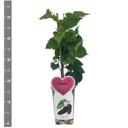 Šilkmedis baltasis (Lot Morus alba) 'Giant Fruit' C2/P17 BUSH