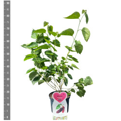 Šilkmedis baltasis (Lot Morus alba) 'Giant Fruit' C5/P23 KRŪMAS