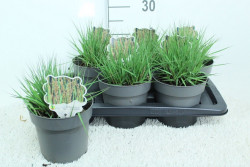 Melsvoji melvenė (Lot Molinia caerulea) 'Edith Dudszus' C2/P17 30/+ CM