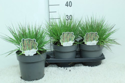Melsvoji melvenė (Lot Molinia caerulea) 'Edith Dudszus' C3/P19 30/+ CM