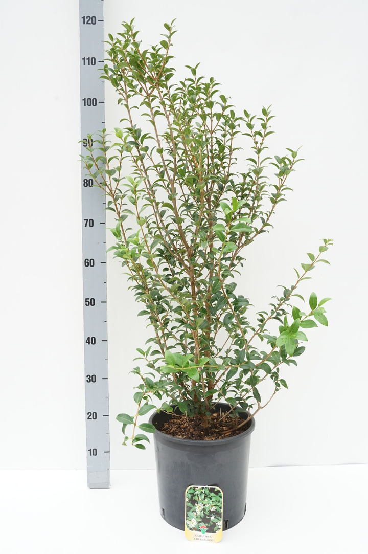 Puošnioji kvepenė (Lot Osmanthus burkwoodii) C10 60-80 CM