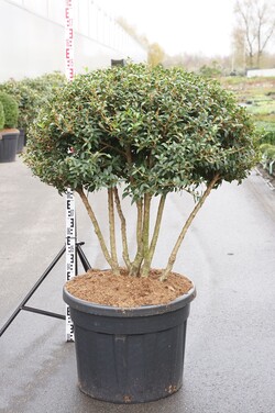 Puošnioji kvepenė (Lot Osmanthus burkwoodii) C110 80-100 CM UMBRELLA