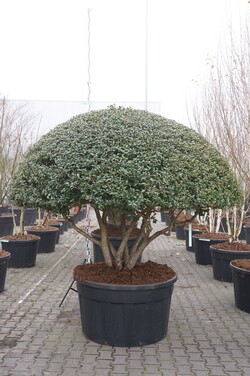 Puošnioji kvepenė (Lot Osmanthus burkwoodii) UMBRELLA 150-175 CM C500/P120