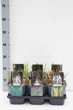 Sora MIX (Lot Panicum in) C2/P17