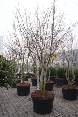Parotija geležinė (Lot Parrotia persica) 'Bella' C180 250-300 CM DAUGEKAMIENIS