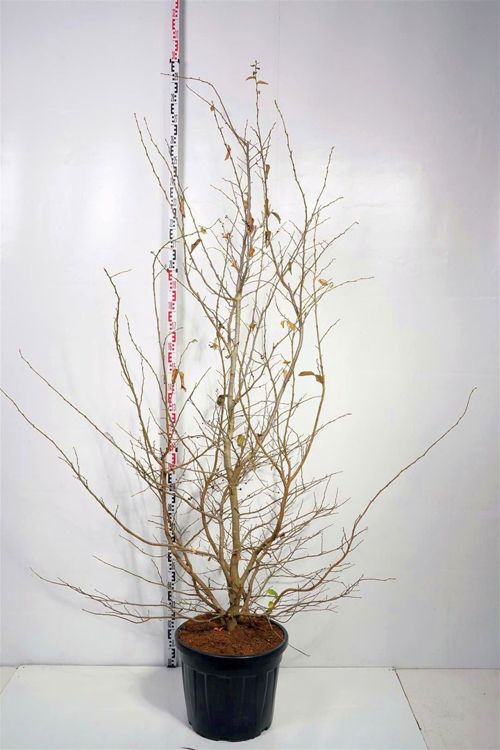 Parotija geležinė (Lot Parrotia persica) C35 200-250 CM