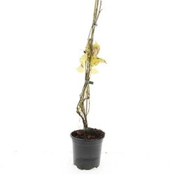 Vynvytis penkialapis (Lot Parthenocissus q. engelmannii) C1,5/P15 80-100 CM