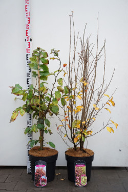 Parotija MIX (Lot Parrotia in) C7/P24 80-100 CM