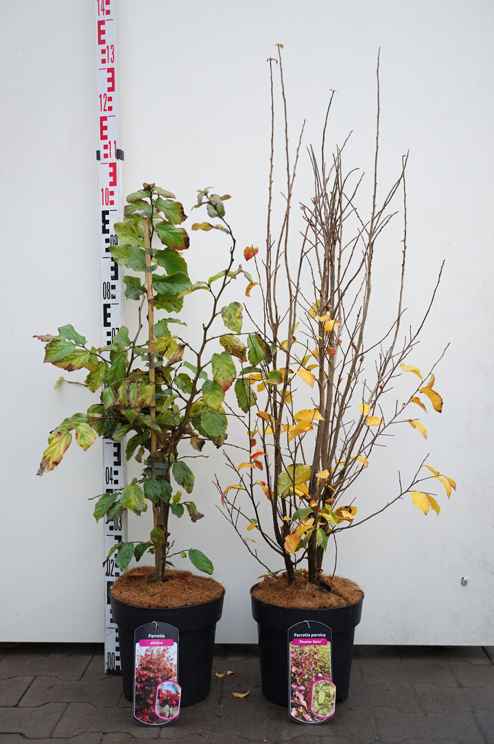 Parotija MIX (Lot Parrotia in) C7/P24 80-100 CM
