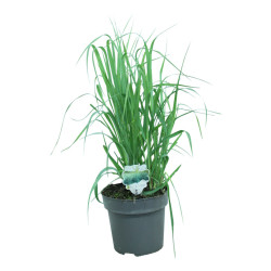 Rykštėtoji sora (Lot Panicum virgatum) 'Dallas Blues' C10 60/+ CM