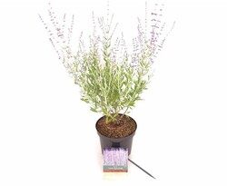 Mėlėsas (Lot Perovskia atripl.) 'Little Spire' C3/P19 20-30 CM