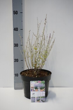 Mėlėsas (Lot Perovskia atripl.) 'Prime Time' C3/P19 30-35 CM