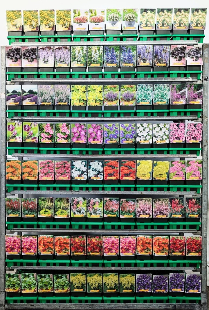 Perennials MIX (Lot Perennials in) P11