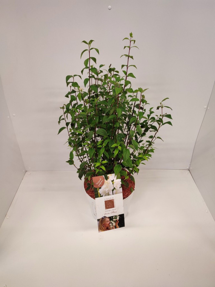 Jazminas (Lot Philadelphus) 'Arctic Allure' C5/P23 50-60 CM
