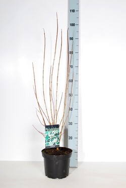 Jazminas darželinis (Lot Philadelphus coronarius) C3/P19 50-60 CM - nuotrauka 2