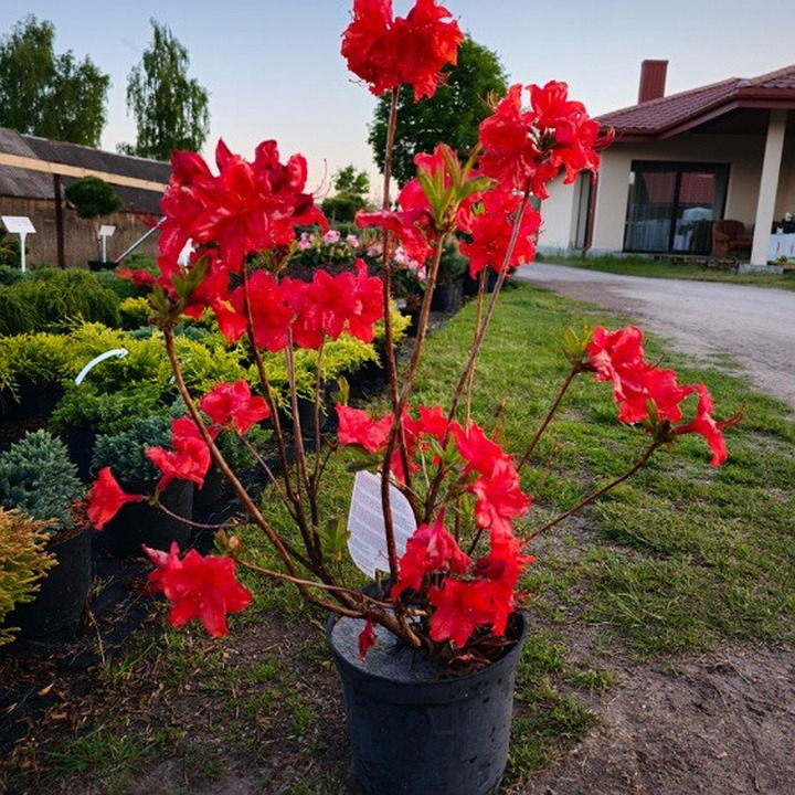 Azalija (Lot Azalea) 'FEUERWERK' C5 80-100CM-AZALIJOS-KRŪMAI