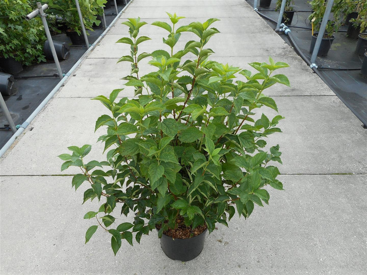 Jazminas darželinis (Lot Philadelphus coronarius) C12 80-100 CM