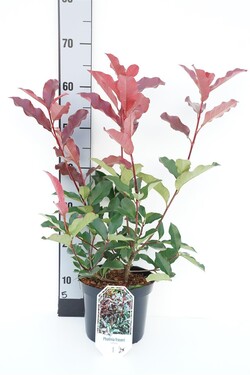 Fotinija (Lot Photinia fraseri) 'Camilvy' C3/P19 30-40 CM