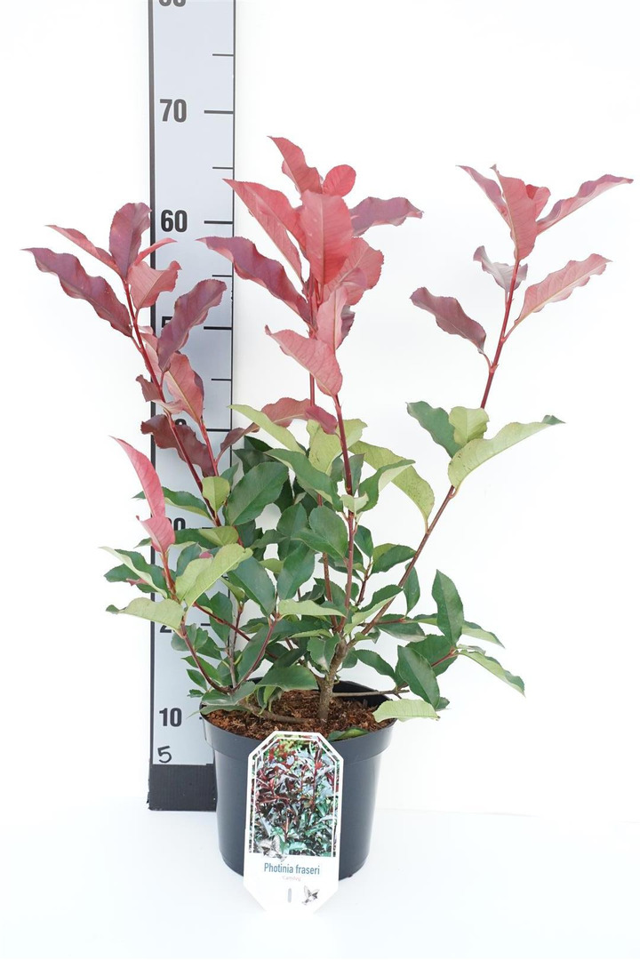 Fotinija (Lot Photinia fraseri) 'Camilvy' C3/P19 30-40 CM