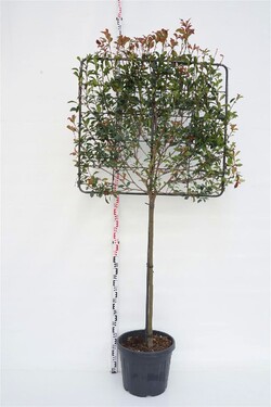 Fotinija (Lot Photinia fraseri) 'Carre Rouge' C45 STIEBAS 120 CM