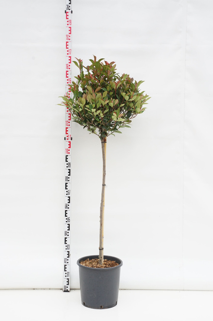Fotinija (Lot Photinia fraseri) 'Carre Rouge' C18 STIEBAS 80 CM