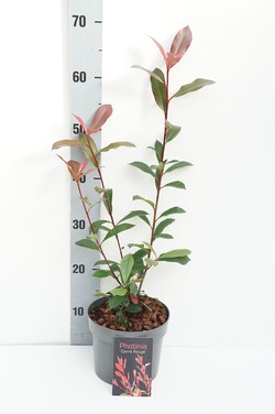 Fotinija (Lot Photinia fraseri) 'Carre Rouge' C2/P17 25-30 CM