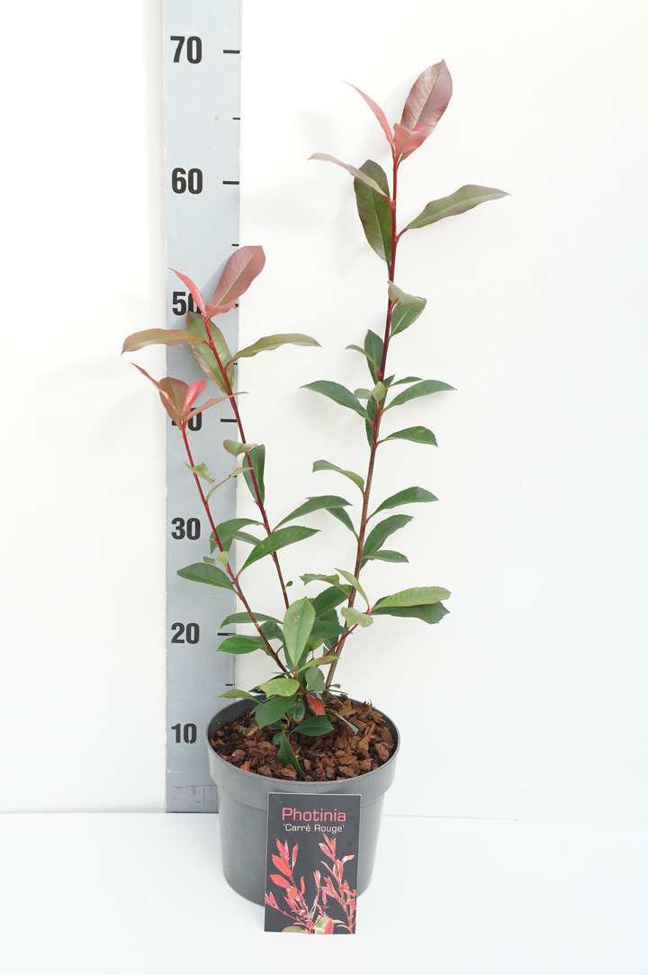 Fotinija (Lot Photinia fraseri) 'Carre Rouge' C2/P17 25-30 CM