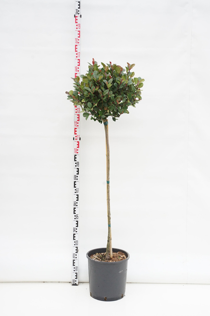 Fotinija (Lot Photinia fraseri) 'Little Red Robin' C18 STIEBAS 80 CM