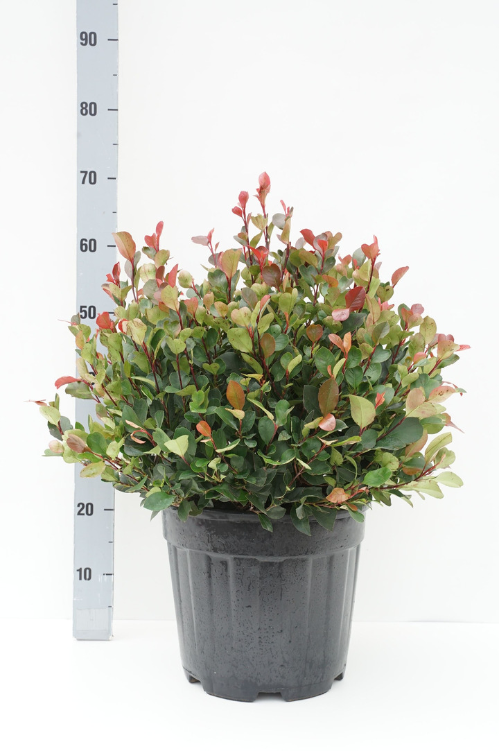 Fotinija (Lot Photinia fraseri) 'Little Red Robin' 30-35 CM BALL C15