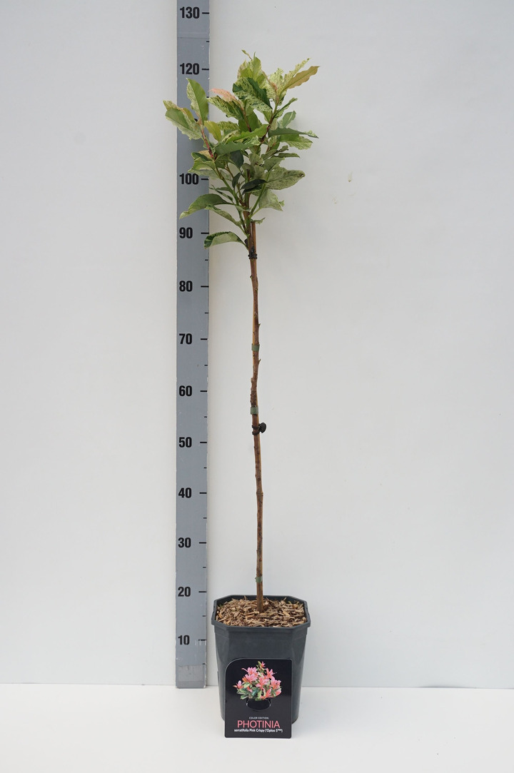 Fotinija (Lot Photinia fraseri) 'Pink Crispy' C4,5 STIEBAS 80 CM