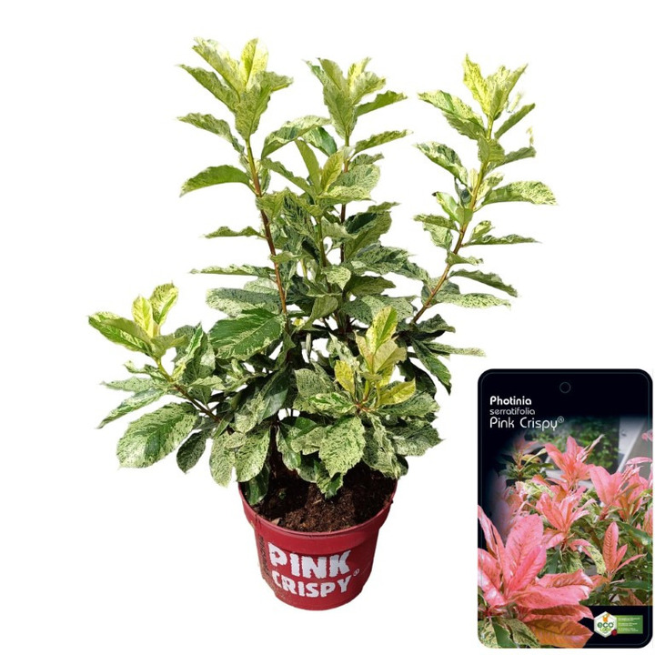 Fotinija (Lot Photinia fraseri) 'Pink Crispy' C10 50-60 CM
