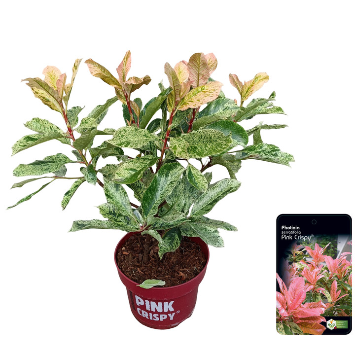 Fotinija (Lot Photinia fraseri) 'Pink Crispy' C5/P23 30-40 CM
