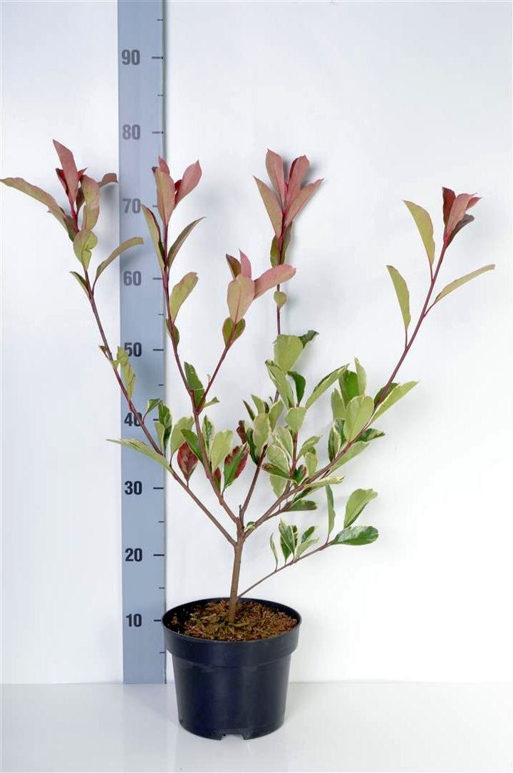 Fotinija (Lot Photinia fraseri) 'Pink Marble' C3/P19 40-50 CM