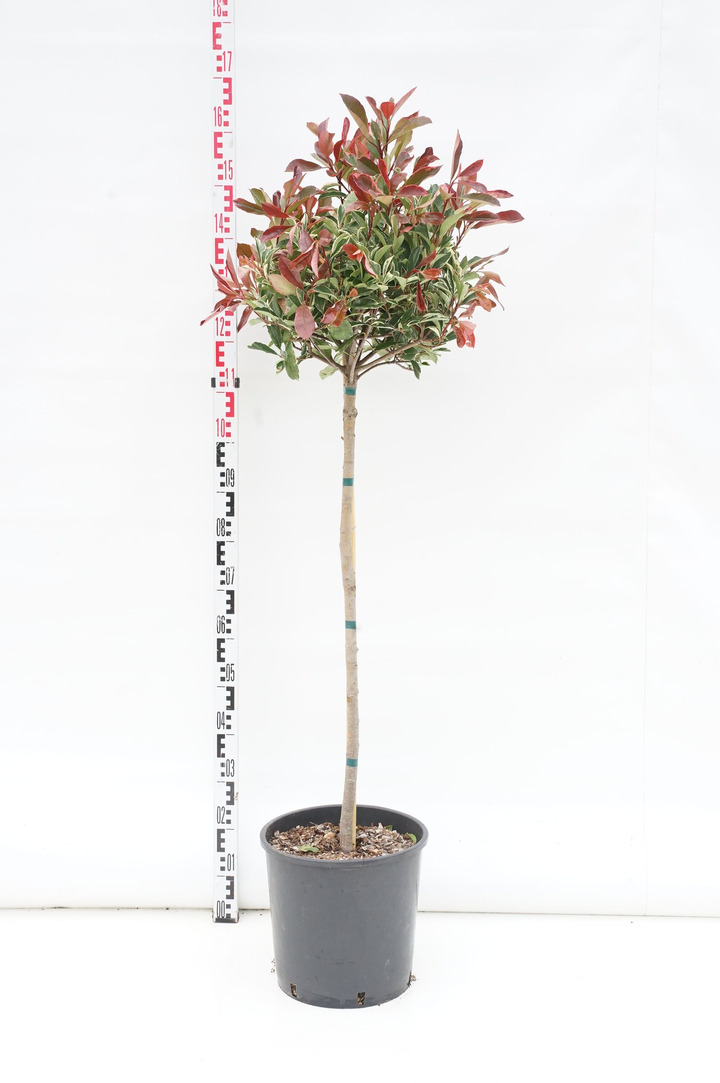 Fotinija (Lot Photinia fraseri) 'Pink Marble' C18 STIEBAS 80 CM