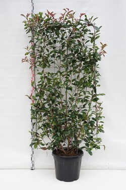 Fotinija (Lot Photinia fraseri) 'Red Robin' C45 ESPALIER