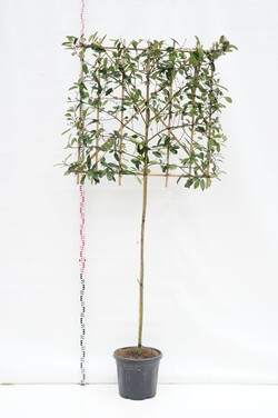 Fotinija (Lot Photinia fraseri) 'Red Robin' C35 STIEBAS 150 CM KAMIENO APIMTIS 6-8 CM