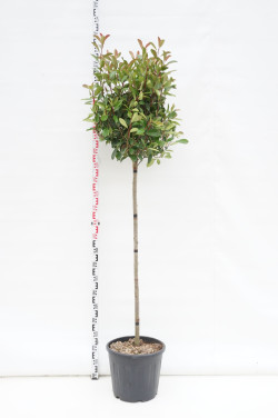 Fotinija (Lot Photinia fraseri) 'Red Robin' C35 STIEBAS 125 CM