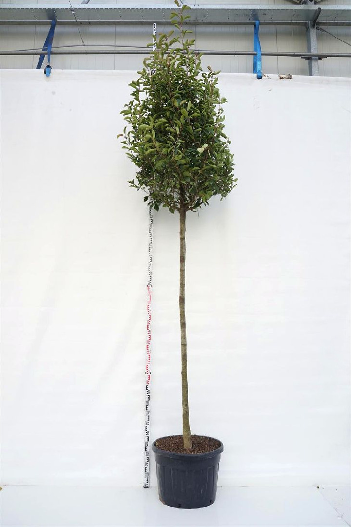 Fotinija (Lot Photinia fraseri) 'Red Robin' C130 KAMIENO APIMTIS 18-20 CM STANDARD