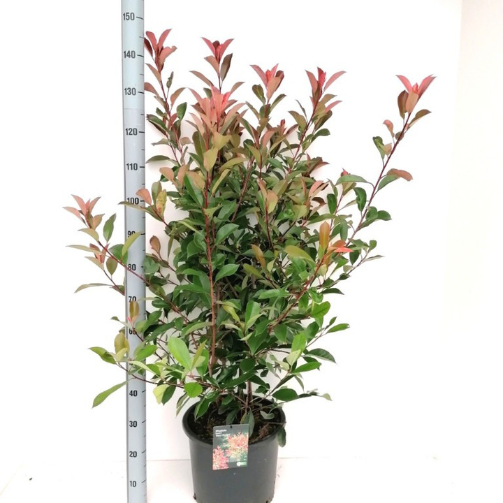 Fotinija (Lot Photinia fraseri) 'Red Robin' C20 125-150 CM