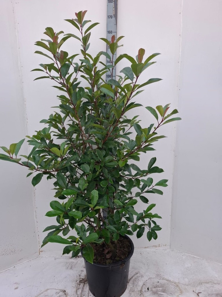 Fotinija (Lot Photinia fraseri) 'Red Robin' C30 150-175 CM