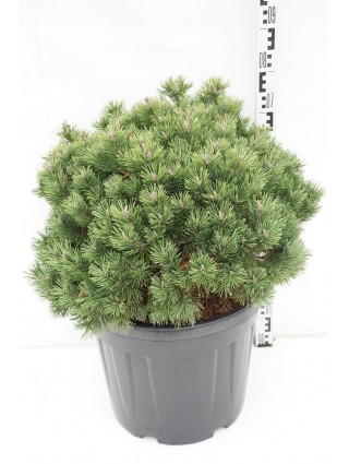 Kalninė Pušis (Lot Pinus Mugo) 'Mops' C55 70-80CM-PUŠYS-SPYGLIUOČIAI