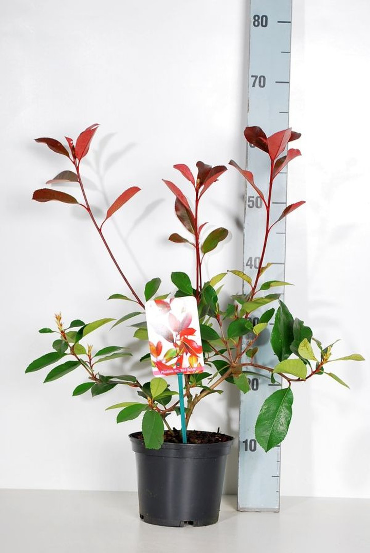 Fotinija (Lot Photinia fraseri) 'Red Robin' C2/P17 30-35 CM