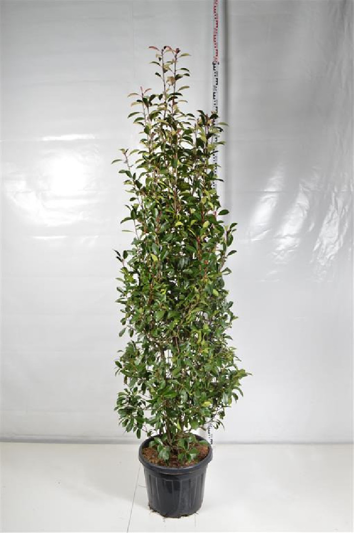 Fotinija (Lot Photinia fraseri) 'Red Robin' C55 200-250 CM