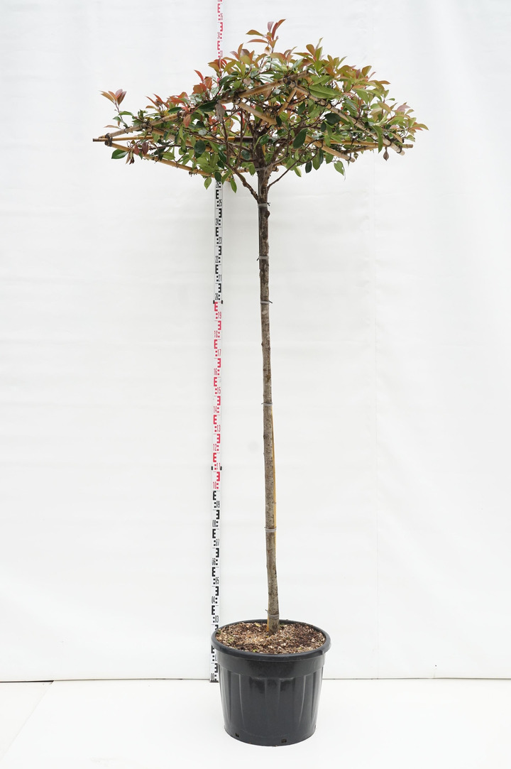 Fotinija raudonžiedė (Lot Photinia f.) 'Red Robin' C70 STIEBAS 225 CM KAMIENO APIMTIS 12-14 CM