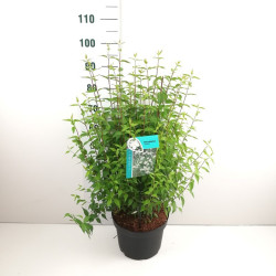 Jazminas (Lot Philadelphus) 'Lemoinei' C10 60-80 CM