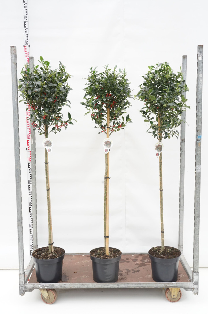 Pūslenis putinalapis (Lot Physocarpus op.) 'Lady in Red' C10 STIEBAS 90 CM