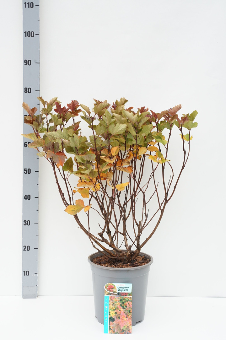 Pūslenis putinalapis (Lot Physocarpus op.) 'Magic Ball' C7/P24 50-60 CM