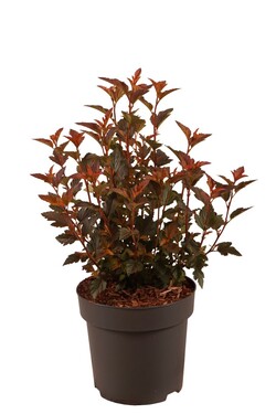 Pūslenis putinalapis (Lot Physocarpus op.) 'Magical® Sweet Cherry Tea' C3/P19 30-40 CM