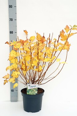 Pūslenis putinalapis (Lot Physocarpus op.) 'Nugget' C3/P19 30-40 CM