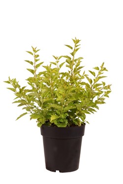 Pūslenis putinalapis (Lot Physocarpus o.) 'Rasberry Lemonade' C3/P19 30-40 CM